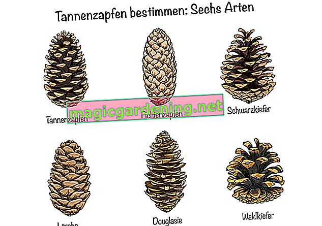 Identify pine cones: six types 