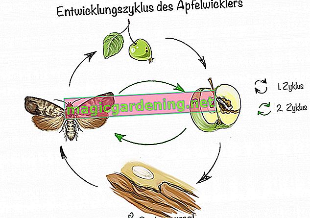 Development cycle of the codling moth