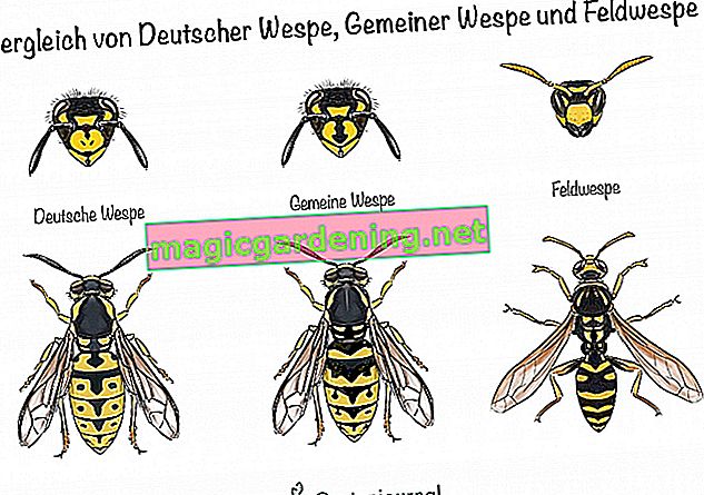 Comparison of German wasp, common wasp and field wasp