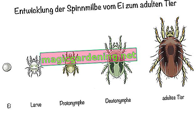 Development of the spin mite