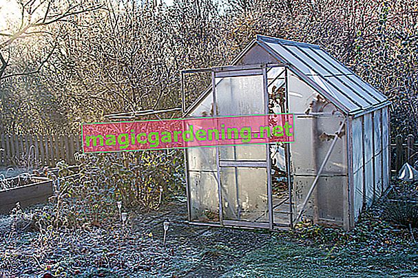 Greenhouse winter