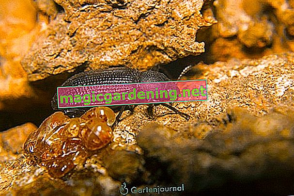 Earth flea beetle