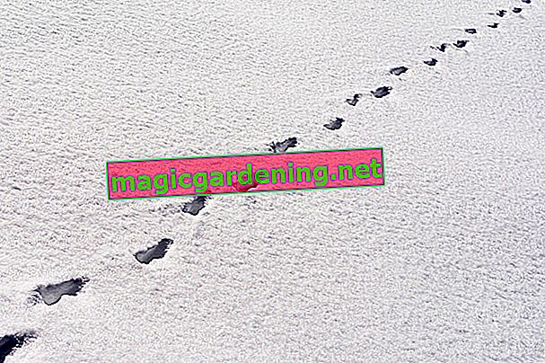 animal-tracks-in-the-snow