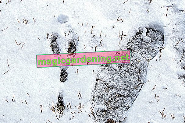 animal-tracks-in-the-snow