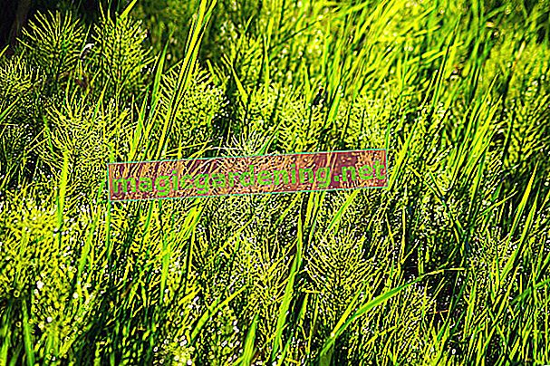 fighting field horsetail