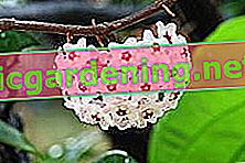 porcelain flower hoya
