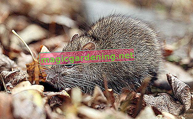Szczury w ogrodzie - informacja o obowiązkowym zgłaszaniu, identyfikacji cech i kontroli