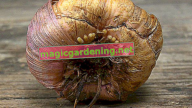 Ranunculus - uvjetno izdržljiv
