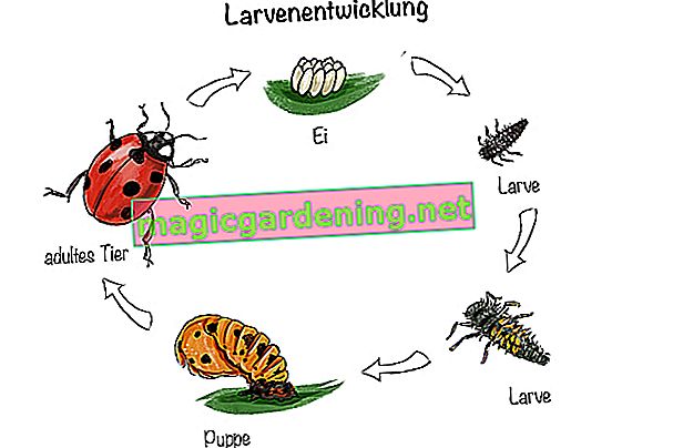 Larve di coccinella: sviluppo larvale