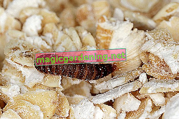 pastırma böceği larvası