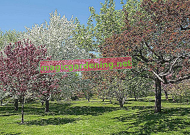 Cherry trees enrich domestic gardens