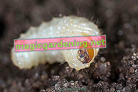 Siyah böcek larvası
