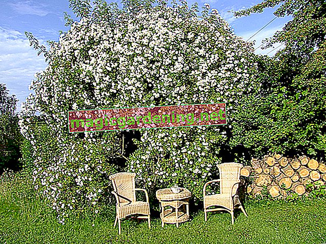 Arbre à fleurs blanches - Beaucoup de belles variétés pour le jardin
