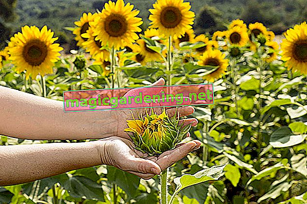 Rostlina a péče o slunečnice