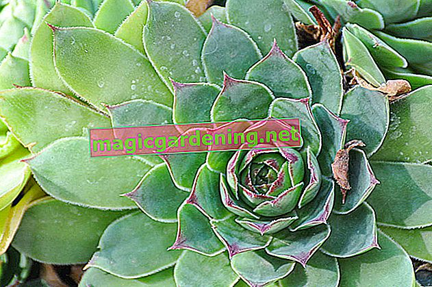 Echeveria: care and varieties