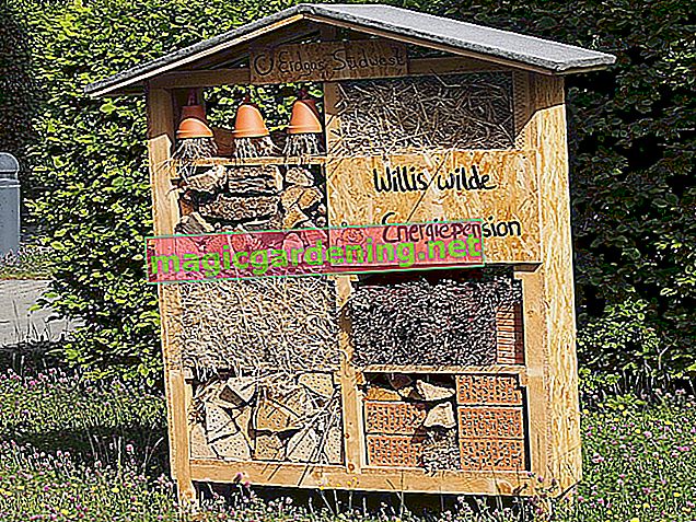 When do bees hatch in the insect hotel?