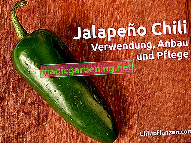 En quoi les piments forts et le jalapeno diffèrent-ils?