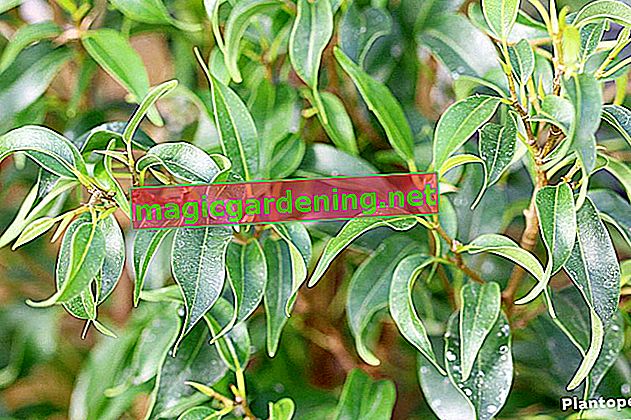 Ficus benjamina ztrácí listy - 5 nejčastějších příčin