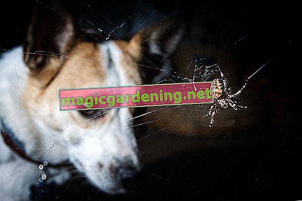 pavoučí kousnutí