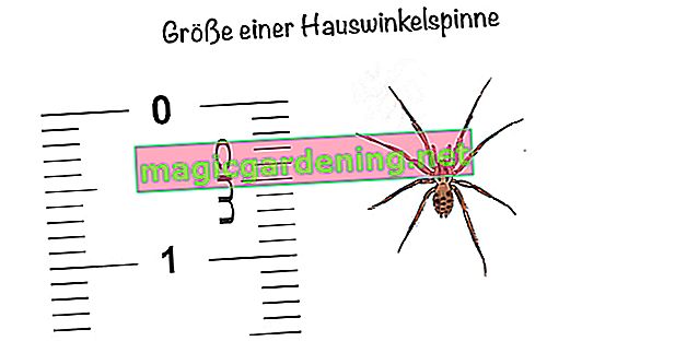 Ухапване от домашен ъглов паяк: Размер на домашен ъглов паяк