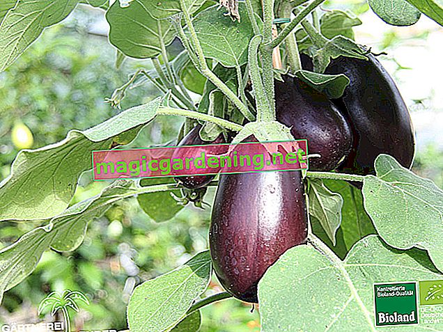 Harvest eggplant