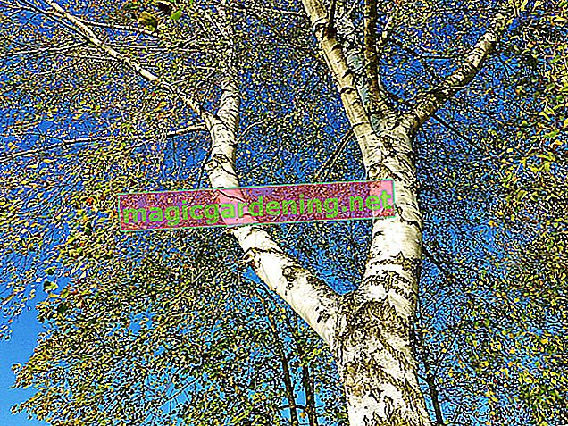 The birch in bloom - that's how birches bloom