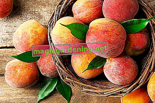 Peach varieties - the best peaches for your garden