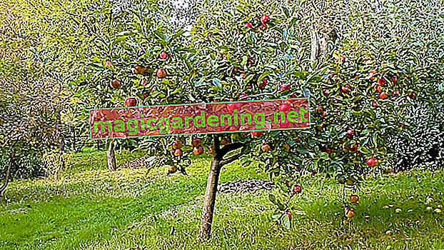The right time to cut an apple tree