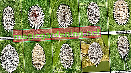 Scale insects varieties