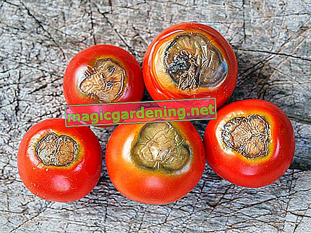 Ето как цветното гниене на доматите вече не е ужасяващо