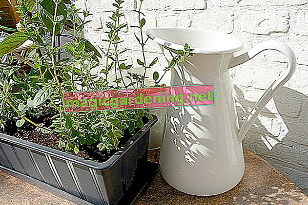 Plantez correctement le thym - c'est ainsi qu'il peut être cultivé dans le jardin et sur le balcon