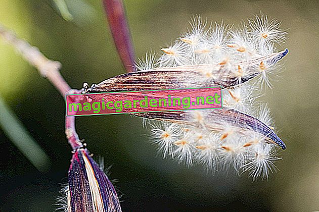 Oleandri in crescita - estrazione di semi dai baccelli