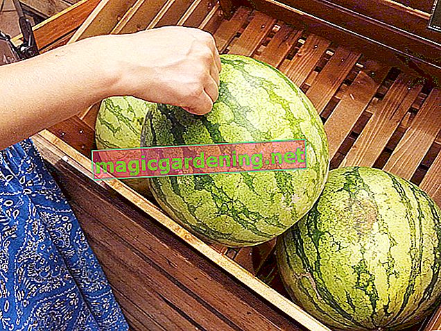 Jak správně skladovat zralý meloun