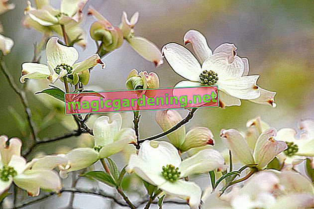 Flower dogwood: care and varieties