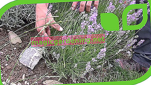 When to cut lavender