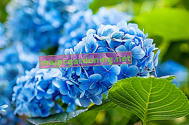 Bojanje hortenzije plavo - kako se to radi?