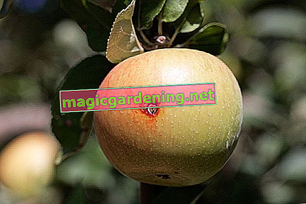 jablečný můra