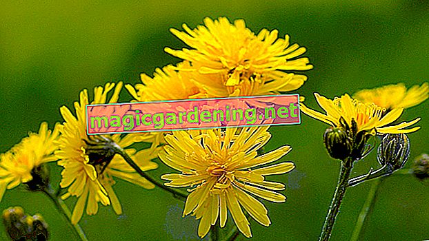 Fighting hawkweed in the garden - tips for combating