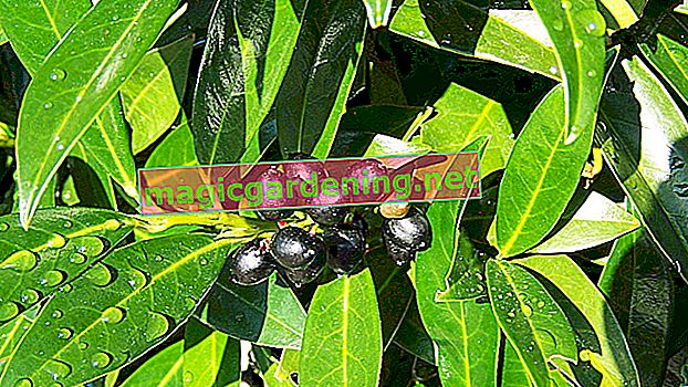 Příčiny děravých listů višňového vavřínu