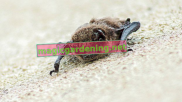 Nalezen trus netopýrů - co dělat?