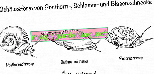 Forme du boîtier de la posthorn, de la boue et de la vessie d'escargot