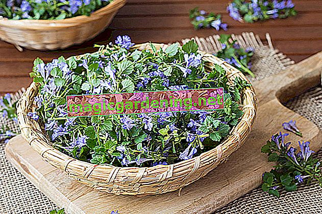 Practical and edible: herbs as ground cover