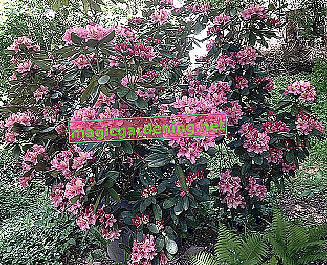 Rhododendronová hnojiva se speciálními specifikacemi
