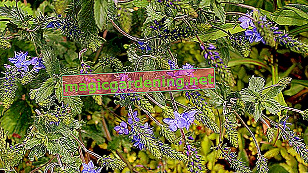 Germander speedwell - objevte plevel v profilu