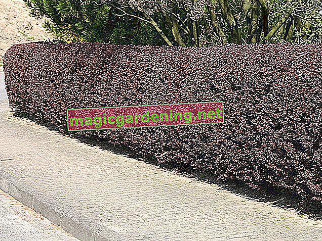 Loquat - популярен храст за жив плет