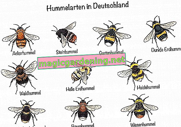 Видове пчели в Германия
