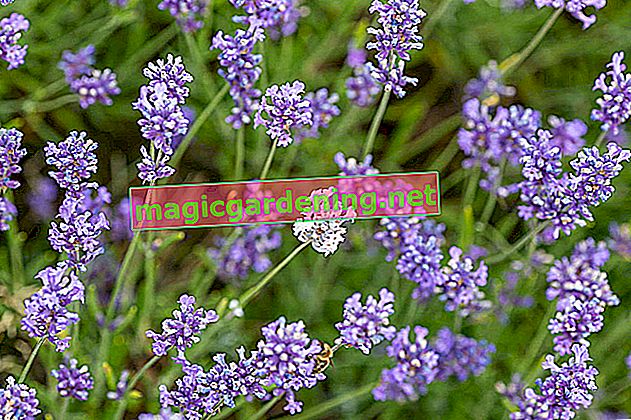 Real Lavender - How To Recognize It