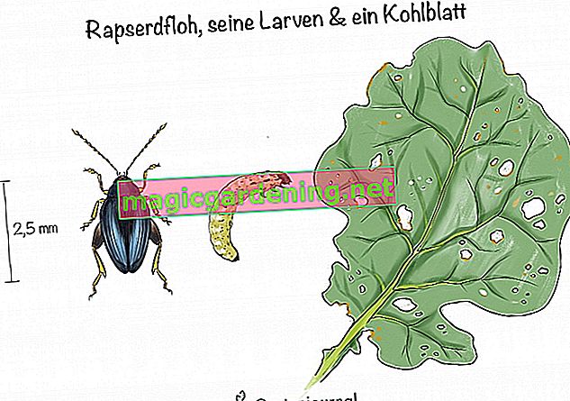 Koolzaadvlo, zijn larven en een koolblad