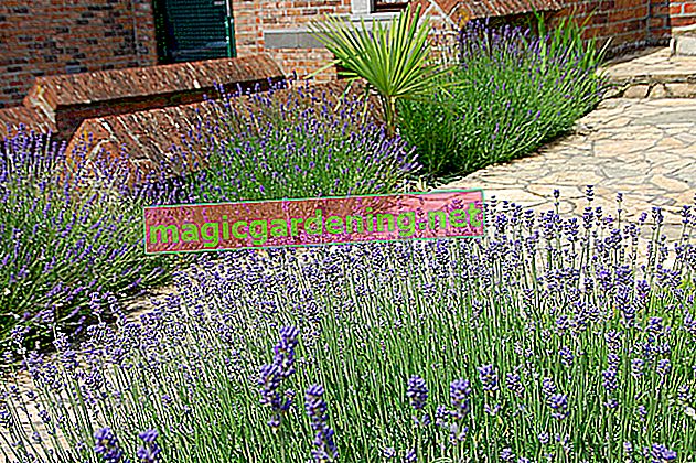 Lavender leaves the leaves drooping? You can do that!