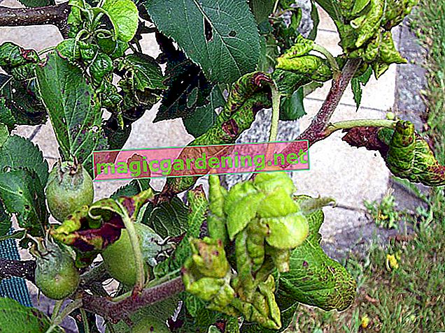 Recognize and fight pests on the apple tree